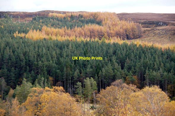 Photo 6"x4" Plantation, Corrimony Corrimony c2012