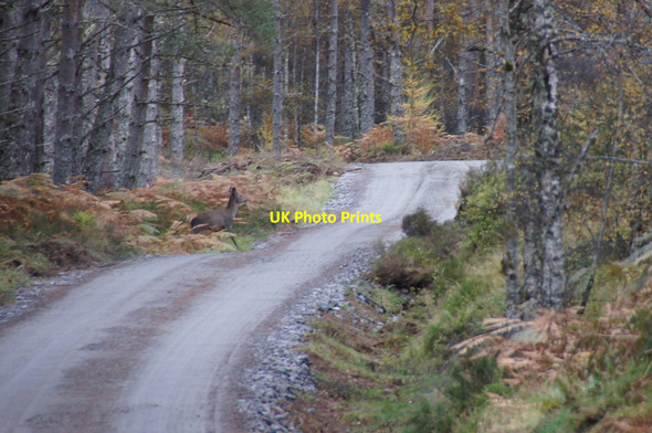 Photo 6"x4" Track through Corrimony plantation Corrimony c2012