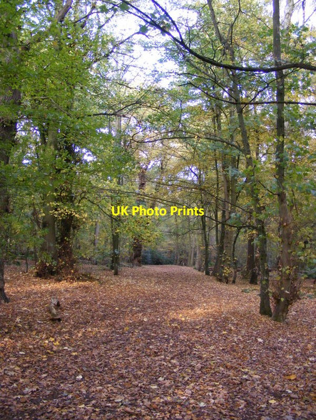 Photo 6"x4" Leafy Path Himley c2012