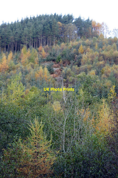 Photo 6"x4" Carnoch Wood, Strathglass Carnoch Wood\/NH3735 c2012