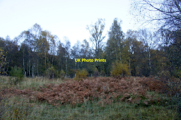 Photo 6"x4" Woodland, Crochail, Strathglass Loch Carn nam Badan c2012
