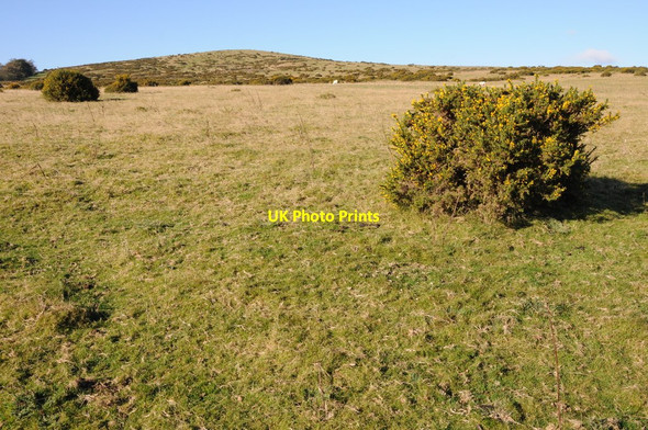 Photo 6"x4" Gorse on Newchurch Hill Newchurch\/SO2150 c2012