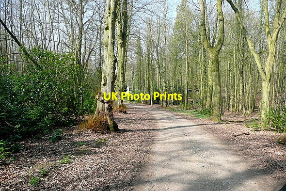 Photo 6"x4" Towards the Lodge Barnard Gate c2012