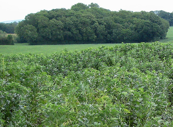 Photo 6"x4" Field of broad beans Grafton\/SO4937 c2008
