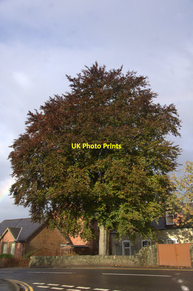 Photo 6"x4" Copper Beech, Old Cross, Rattray Blairgowrie c2012