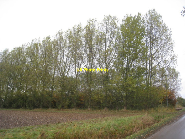 Photo 6"x4" Poplar trees at North Cotes Sewage works Marshchapel c2012