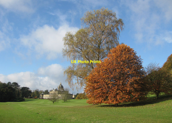 Photo 6"x4" Beech and birch, Castle Howard Coneysthorpe c2012