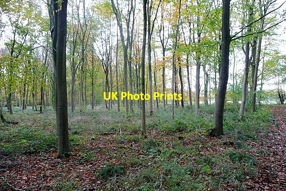 Photo 6"x4" In Laurel Wood Fulwell\/SP3723 c2012