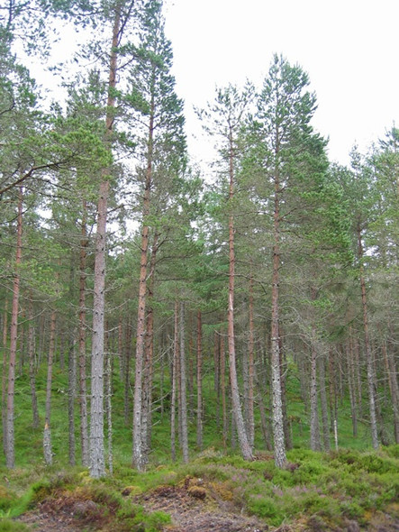 Photo 6"x4" Forest at Torrangorm Glaichbea c2008