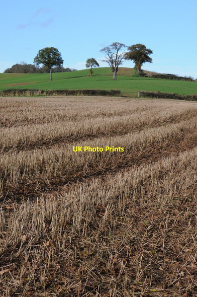 Photo 6"x4" Stubble field and trees Longhope\/SO6818 c2012
