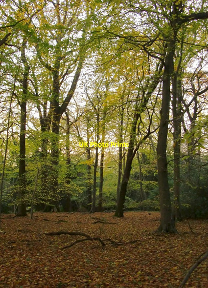 Photo 6"x4" Beech woodland in early November, Dorking Wood Dorking c2012