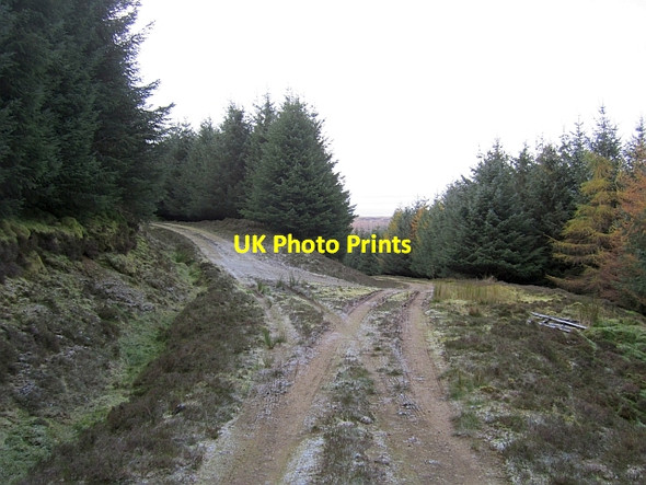 Photo 6"x4" Forest road junction Stanhope\/NT1229 c2012