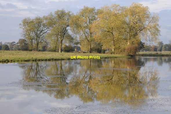 Photo 6"x4" London plane trees reflected in Croome River Dunstall Common c2012