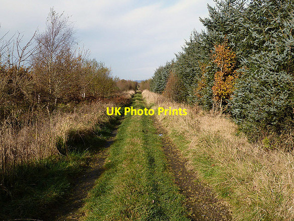 Photo 6"x4" A track in Stragglingwath Plantation Mouswald c2012