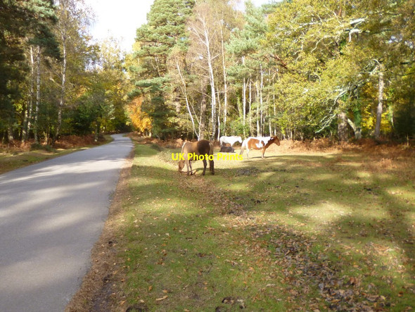 Photo 6"x4" Rhinefield, ponies North Weirs c2012
