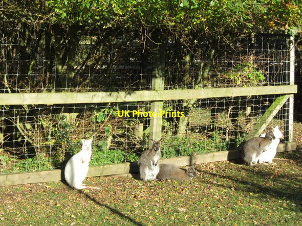 Photo 6"x4" Wallabies in East Park, Hull Sutton Ings\/TA1231 c2012