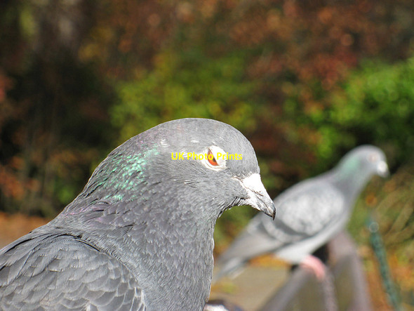 Photo 6"x4" Nodding off Scarborough\/TA0388 c2012