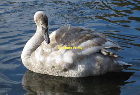 Photo 6"x4" Cygnet, Peasholm Lake Scarborough\/TA0388 c2012