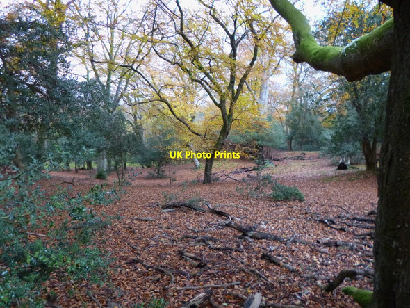 Photo 6"x4" Bisterne Close, woodland Burley Lawn c2012