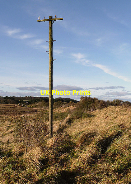 Photo 6"x4" An old telegraph pole at Scoughall Links Whitekirk c2012