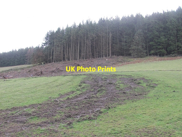 Photo 6"x4" Field beneath Dreva Wood Bellspool c2012