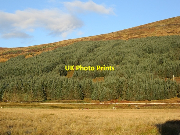 Photo 6"x4" Conifer plantation, Ledgowan Achnasheen\/Achadh na Sine c2012