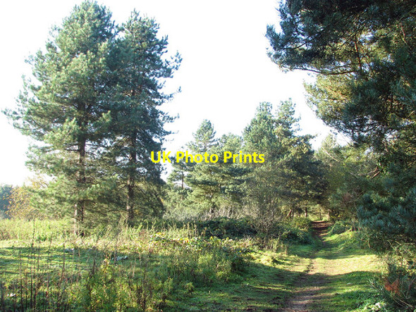Photo 6"x4" Path across Fir Hill, Keswick Keswick\/TG2004 c2012