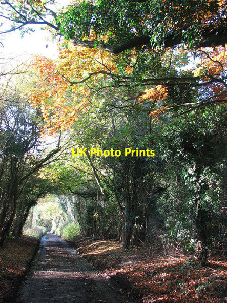 Photo 6"x4" Autumn colours on footpath to Keswick Hall Keswick\/TG2004 c2012