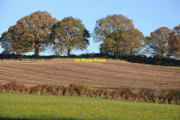 Photo 6"x4" Trees and farmland Wern-y-cwrt c2012
