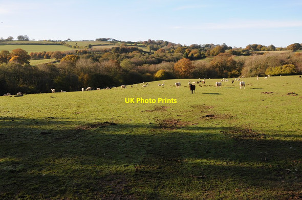 Photo 6"x4" Farmland to the south-west of Bryngwyn Wern-y-cwrt c2012