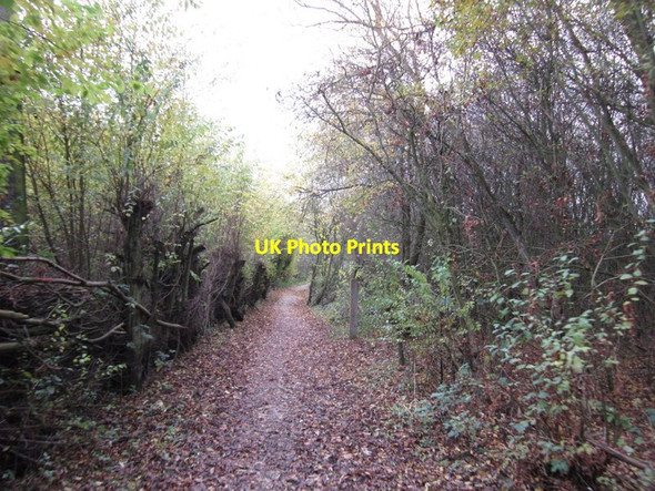 Photo 6"x4" The Loglands Nature Trail Ganstead c2012
