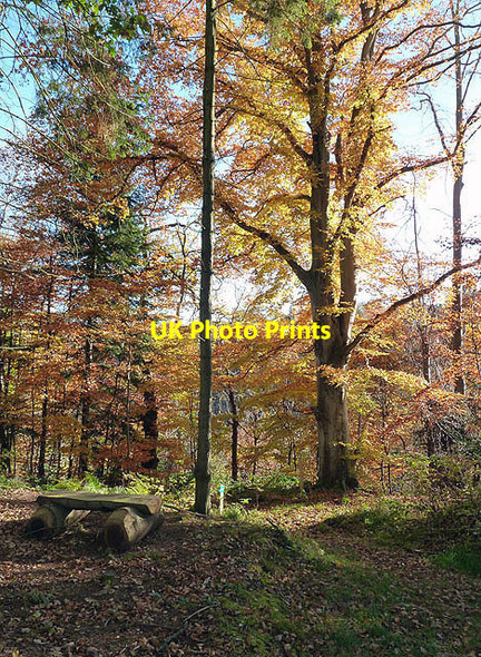 Photo 6"x4" Woodland on the Ravenswood Estate Bemersyde c2012