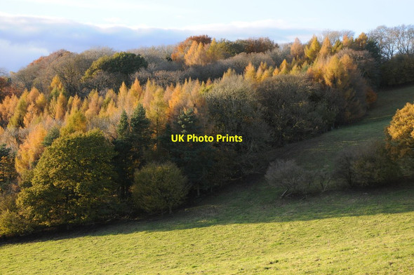 Photo 6"x4" Coed y Bwnydd  Bettws Newydd c2012