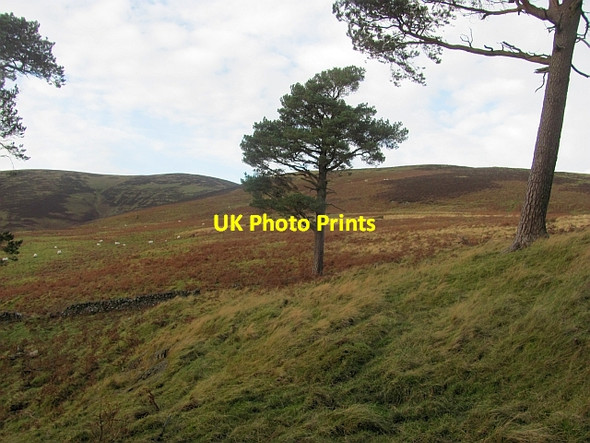 Photo 6"x4" Hog Knowe Wood Bellspool c2012