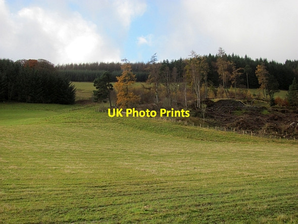 Photo 6"x4" Woodland, Stobo Bellspool c2012