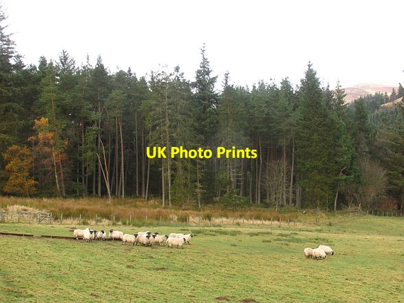 Photo 6"x4" Sheep, Stobohope Bellspool c2012