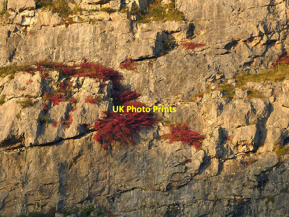 Photo 6"x4" Cotoneaster on Warton Crag Quarry Carnforth c2012