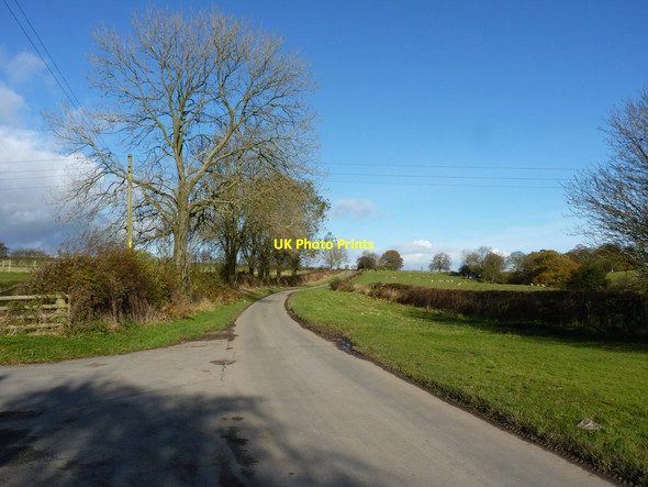 Photo 6"x4" Roadside ash trees near Welsh Harp Farm Brunant\/SJ2809 c2012