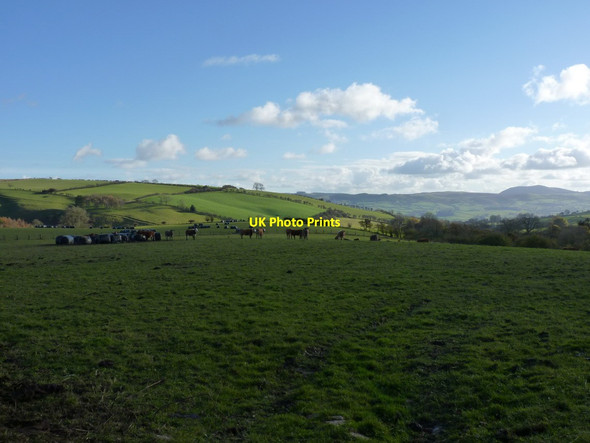 Photo 6"x4" Beef cattle in a field south of Rhos Farm Brunant\/SJ2809 c2012