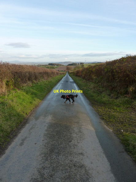 Photo 6"x4" The lane down towards Forest Farm Blackmore\/SJ3109 c2012