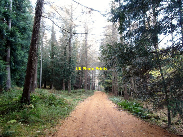 Photo 6"x4" Forest walk leading to Ivy Bridge Newcastle\/J3732 c2012