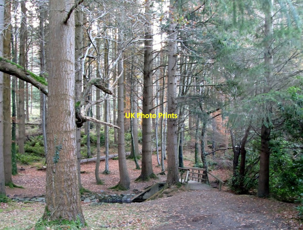 Photo 6"x4" Footbridge over the leat linking the lake and saw pits at Tollymore Park Newcastle\/J3732 c2012