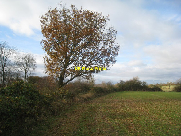 Photo 6"x4" The last leaves Hickling Pastures c2012