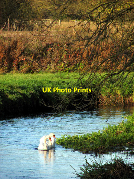 Photo 6"x4" Swans on the River Yare by Keswick Mill Eaton\/TG2106 c2012