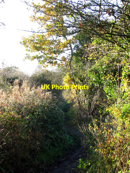 Photo 6"x4" Autumn colours on the bridleway from Keswick Mill to Eaton Cringleford c2012