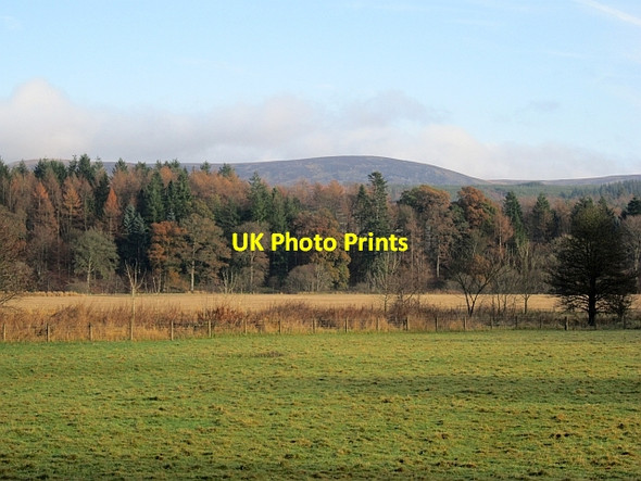 Photo 6"x4" Haugh, Drumlanrig Cairnpark\/NX8698 c2012