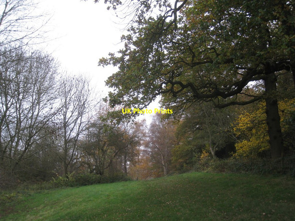 Photo 6"x4" Woodland near Belvoir Castle Belvoir c2012