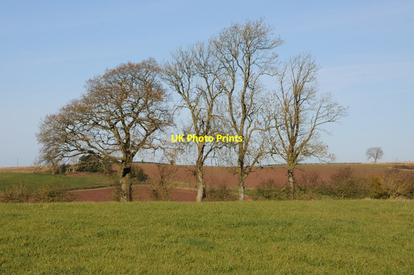 Photo 6"x4" Bare trees Grendon Bishop c2012
