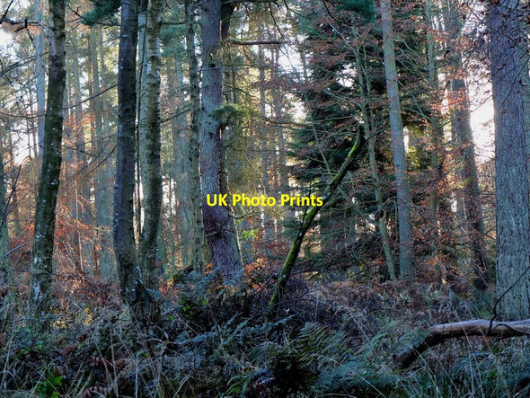 Photo 6"x4" Natural Wood near Over Thickside Jedburgh c2012