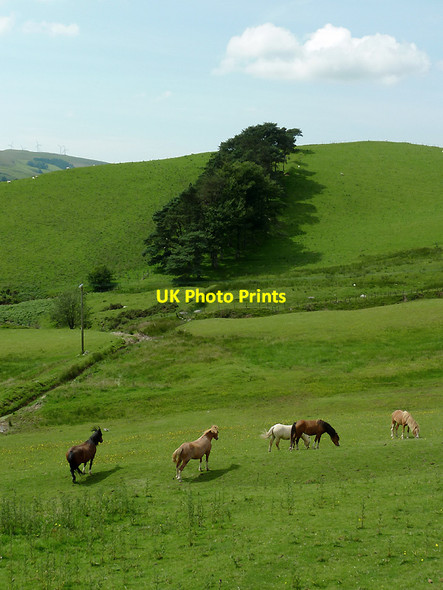 Photo 6"x4" Grazing south-east  Ponterwyd, Ceredigion Ponterwyd c2012